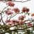 Bắt gặp hoa kèn hồng khoe sắc rực rỡ tại khu đô thị Thanh Hà